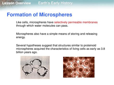 how are microspheres similar to living cells